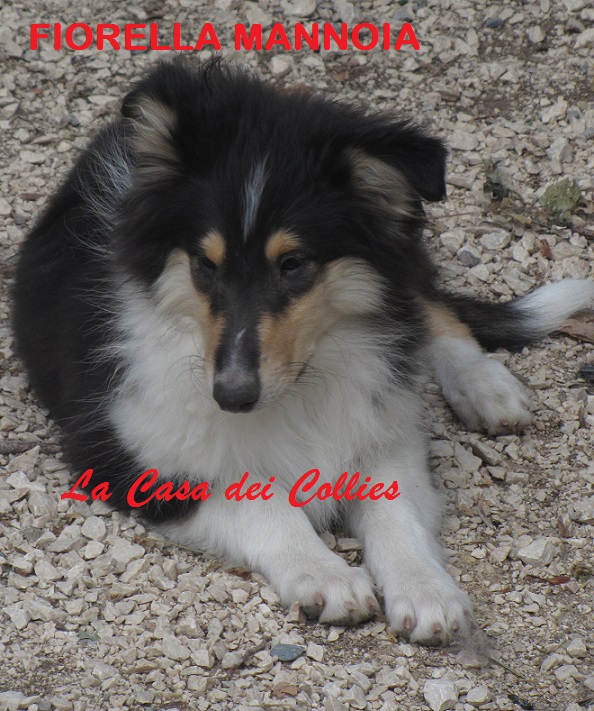 COLLIES FIORELLA